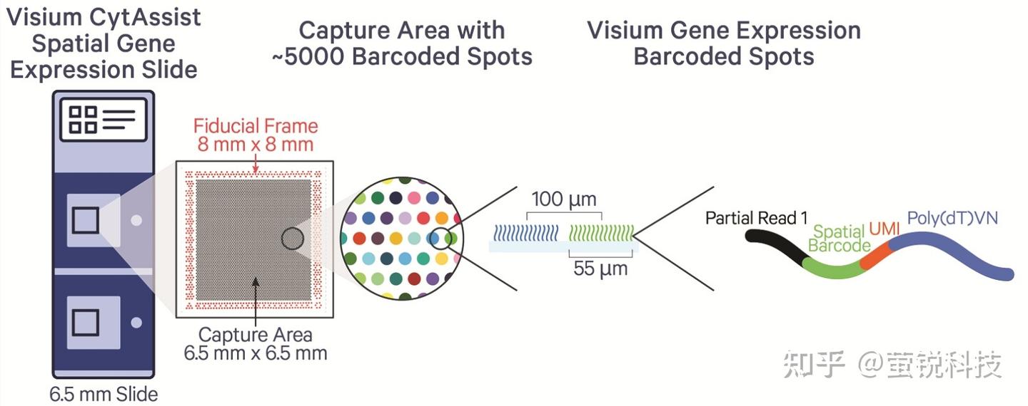 10x Visium空间转录组技术 - 知乎