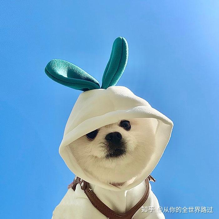 有没有一眼就很舒适的微信头像? - 知乎