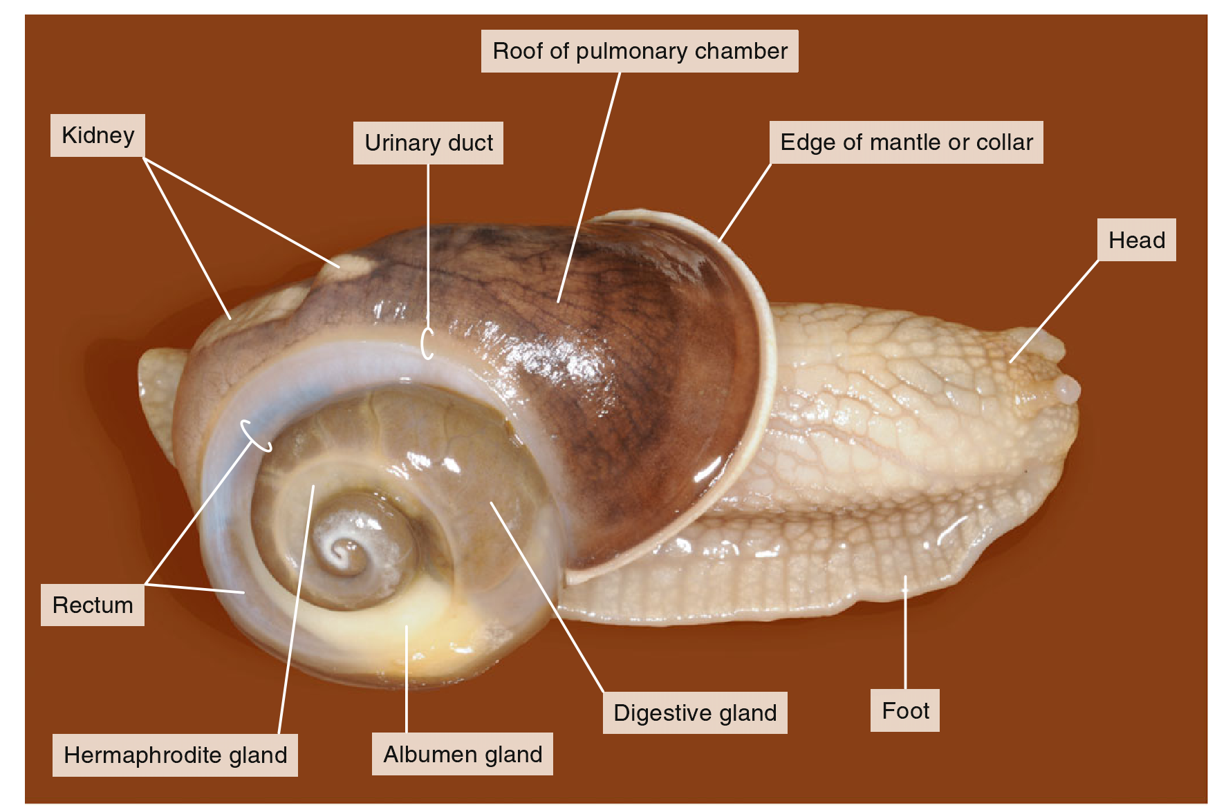 田螺的身体结构图片