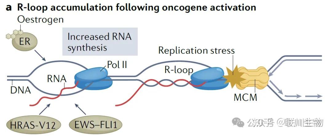 Rna2 R Loop 万字综述:R-Loops和RNA-DNA杂合片段的起源、机制及生物学意义 - 知乎