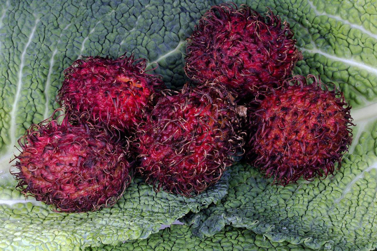 莲雾种子怎么种