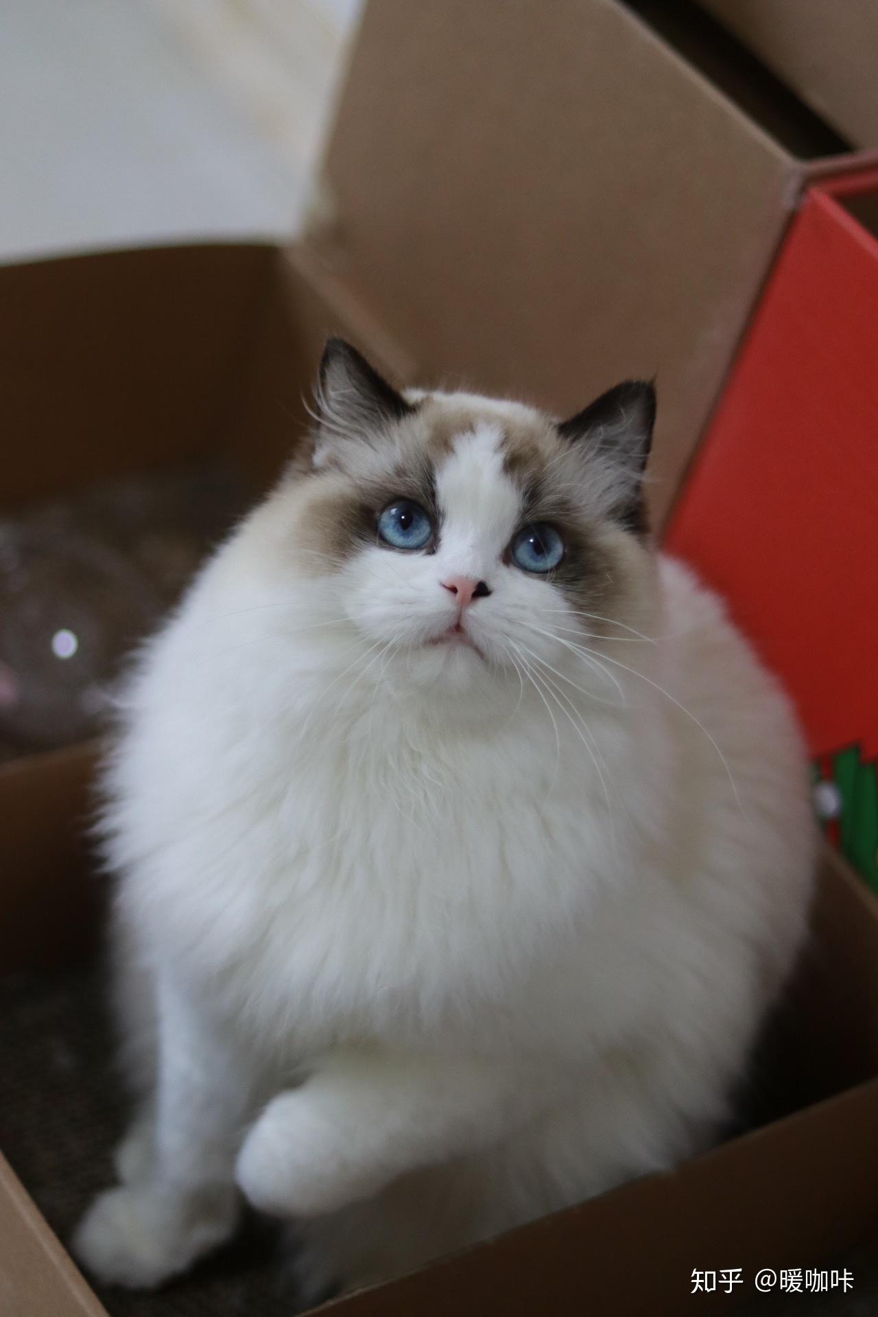 这只布偶猫的品相怎么样