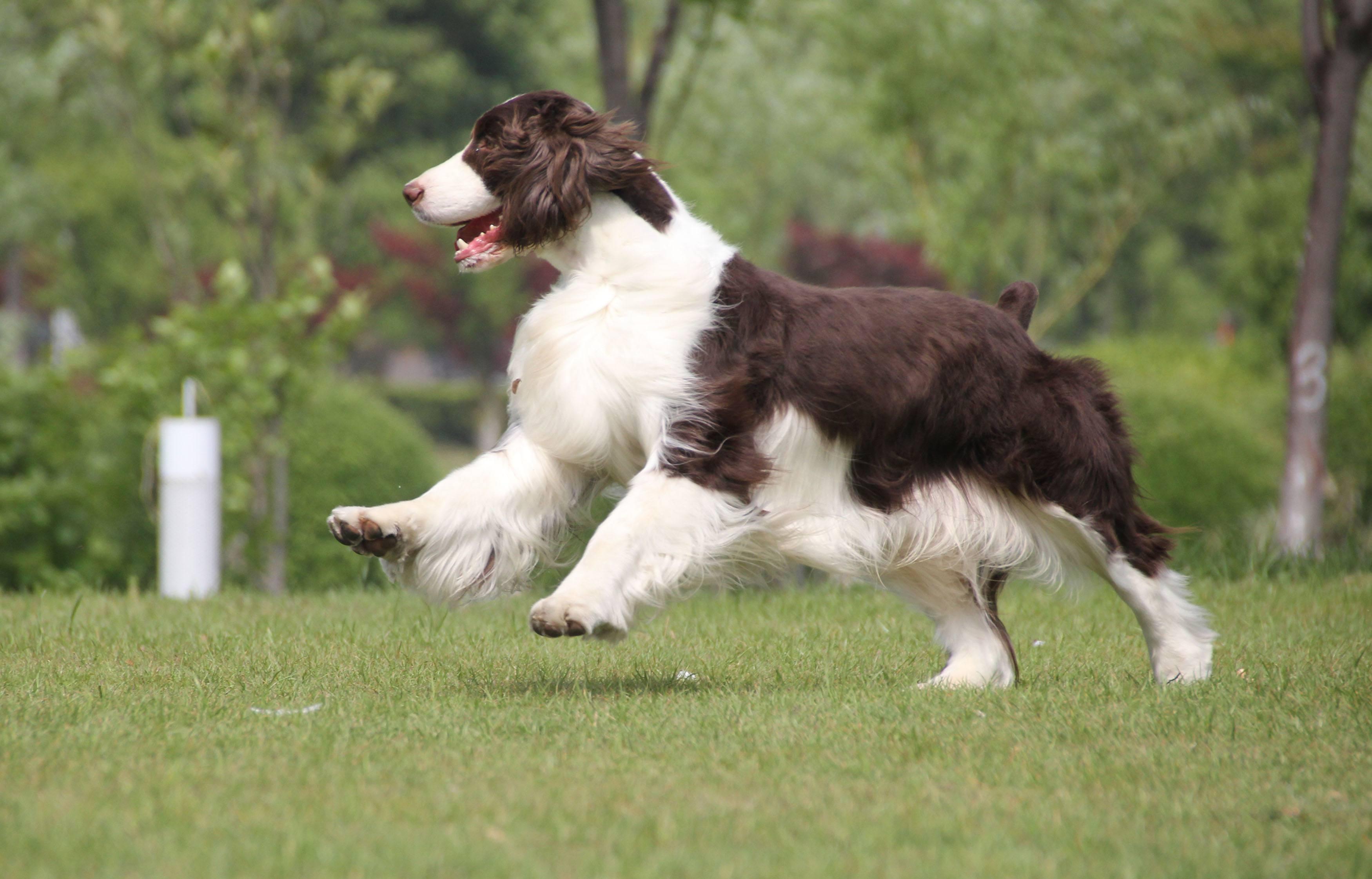 史宾格适合家养吗