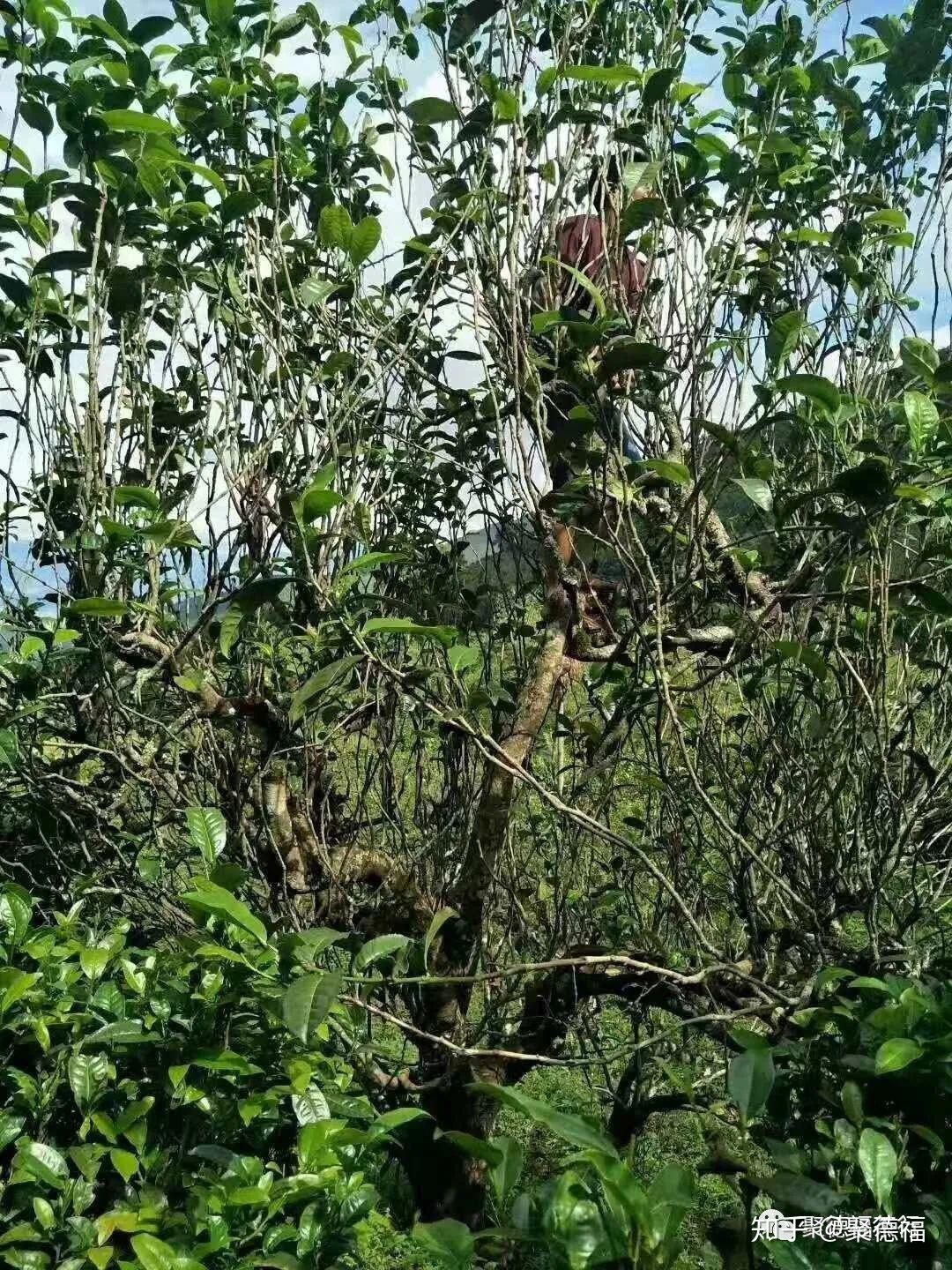 古树茶特点和现存的古树普洱茶区 - 知乎