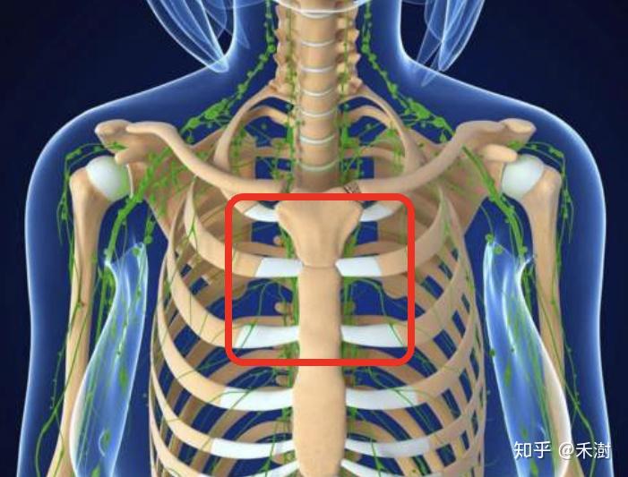 胸下两侧肋骨凹陷图片