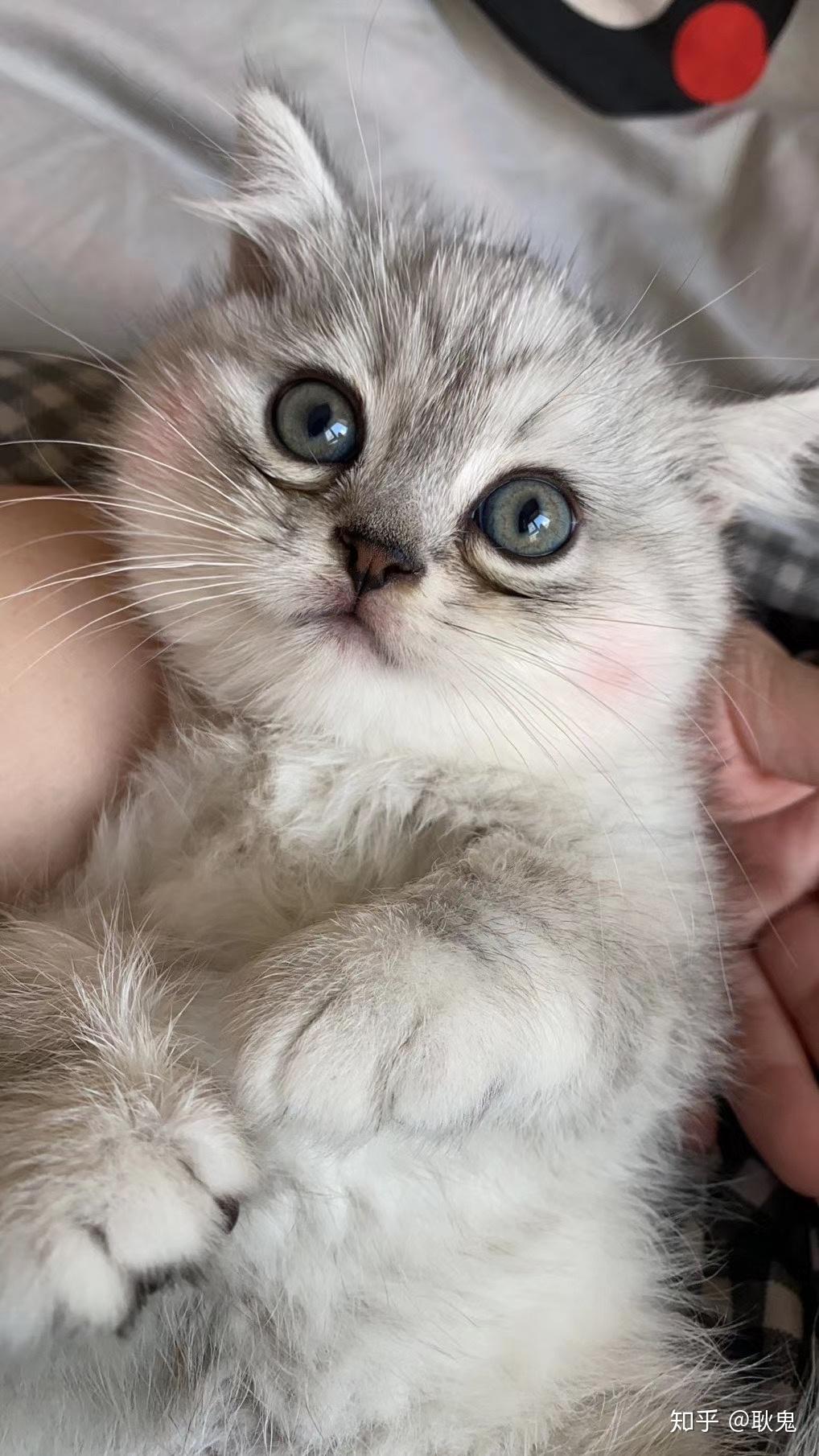 金吉拉和蓝猫配出来的种好养吗?