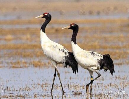 鹤鹭鹳的区别在哪