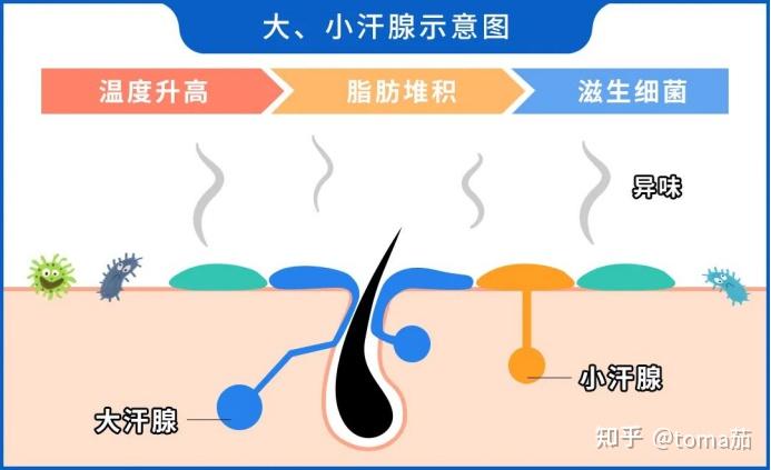 有哪些好用的去狐臭产品？ - 知乎