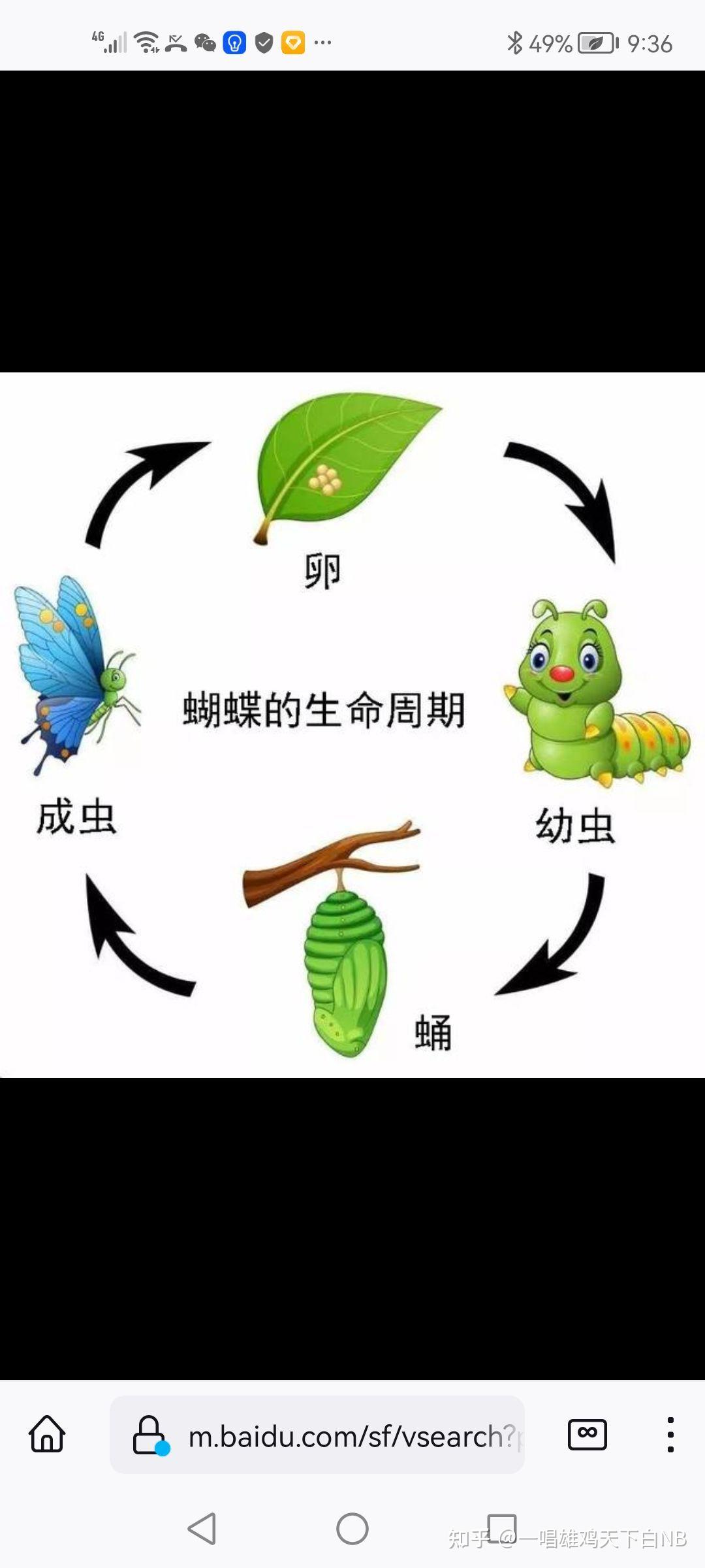 毛毛虫变态发育是如何进行的?