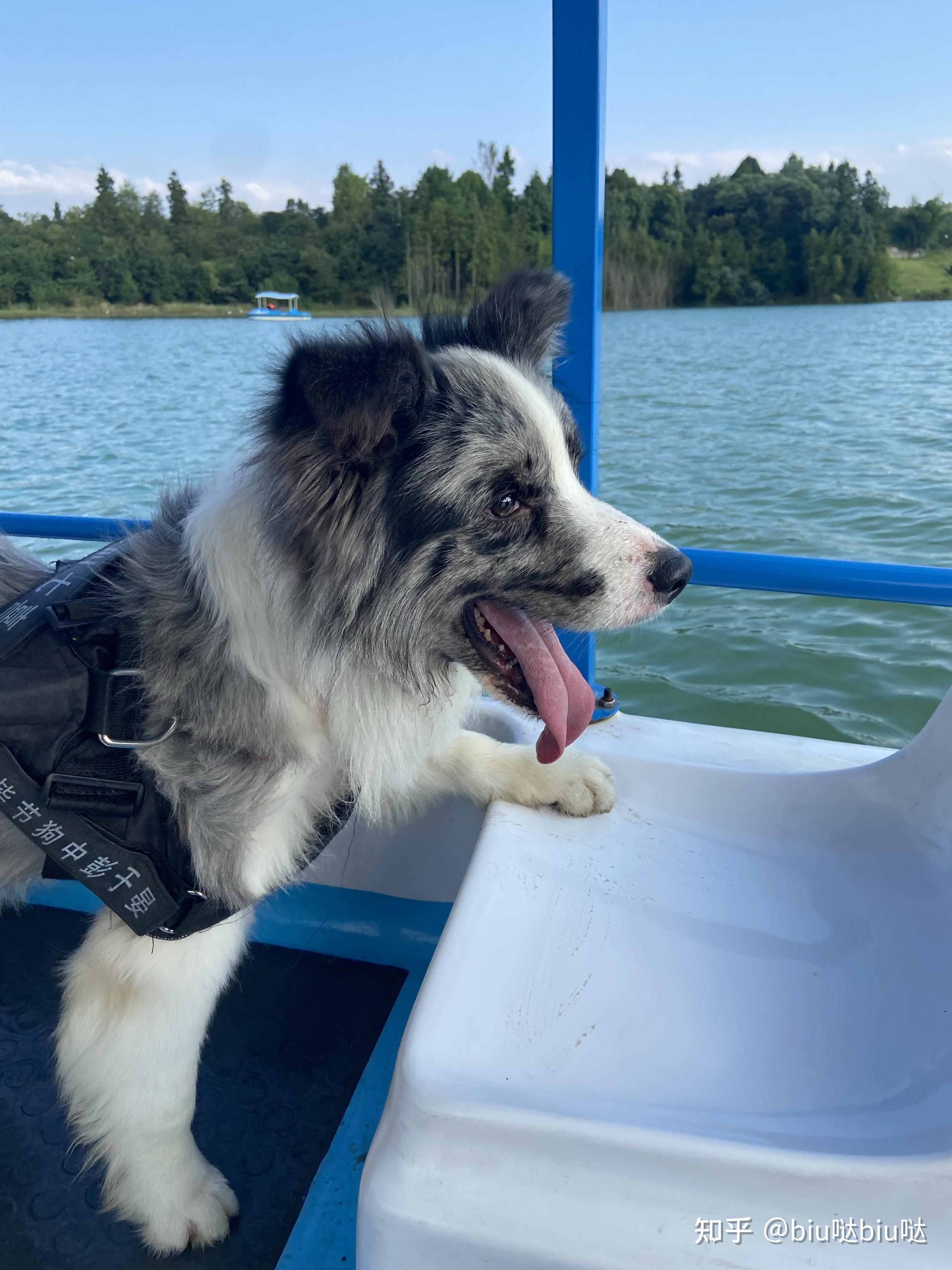 花了4300买的蓝陨石边牧各位看看怎么样