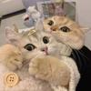 猫的房东