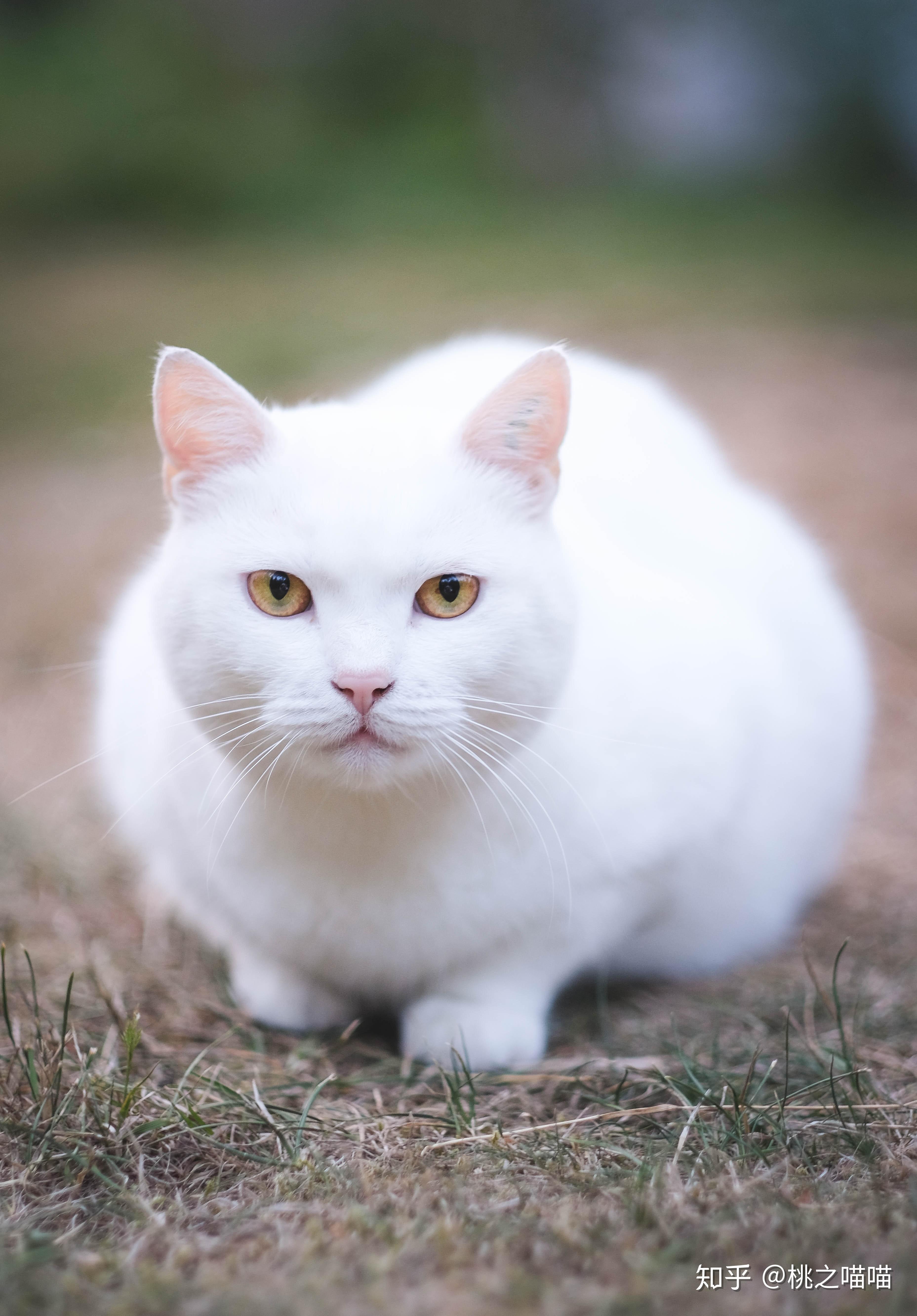 土猫当中什么品种最受大家欢迎? - 知乎