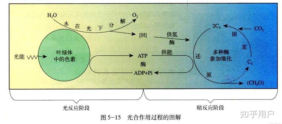 光合作用暗反應階段是否會產生水若是會其反應機理如何若是不會又為何