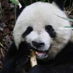 大熊猫吃那么多竹子不扎胃吗？不扎屁股吗？