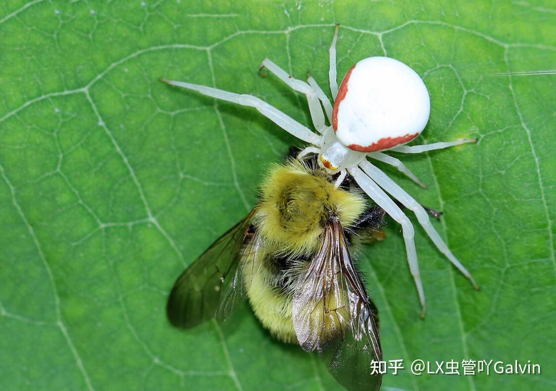白色蜘蛛的种类有哪些?