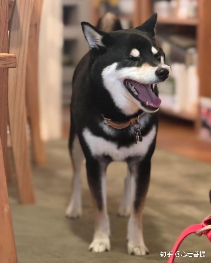 2024柴犬价格大爆料，如何买一只健康靠谱的黑柴呢？？ - 知乎