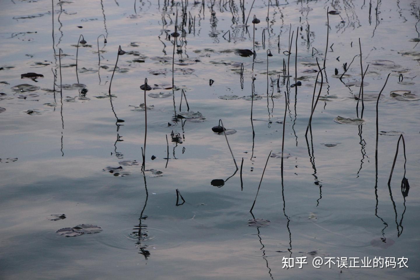 码农的日常拍照生活:写得了代码,也拍得下人间烟火