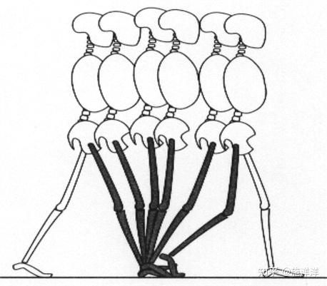 正常人步态分析指标有哪些？ - 知乎