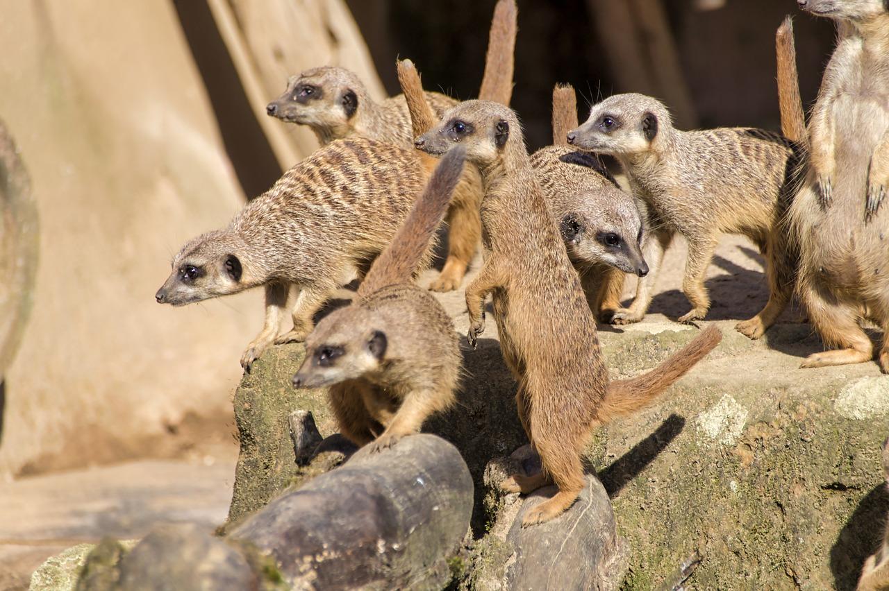 校园动物园初探