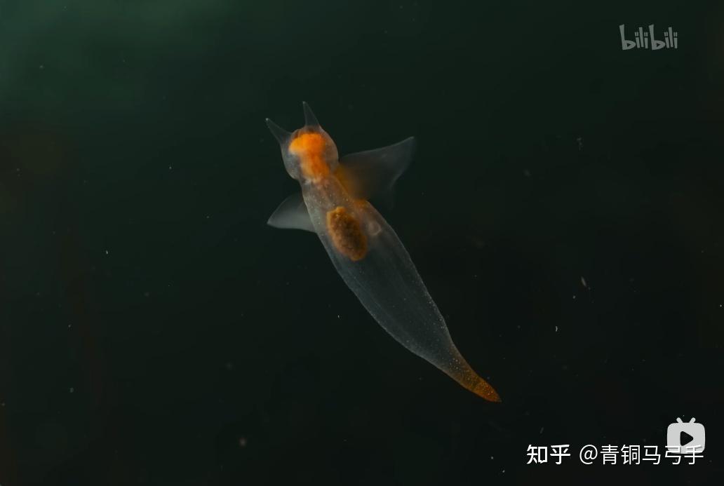 2023BBC地球脉动(S3E1)笔记：海陆之间 - 知乎