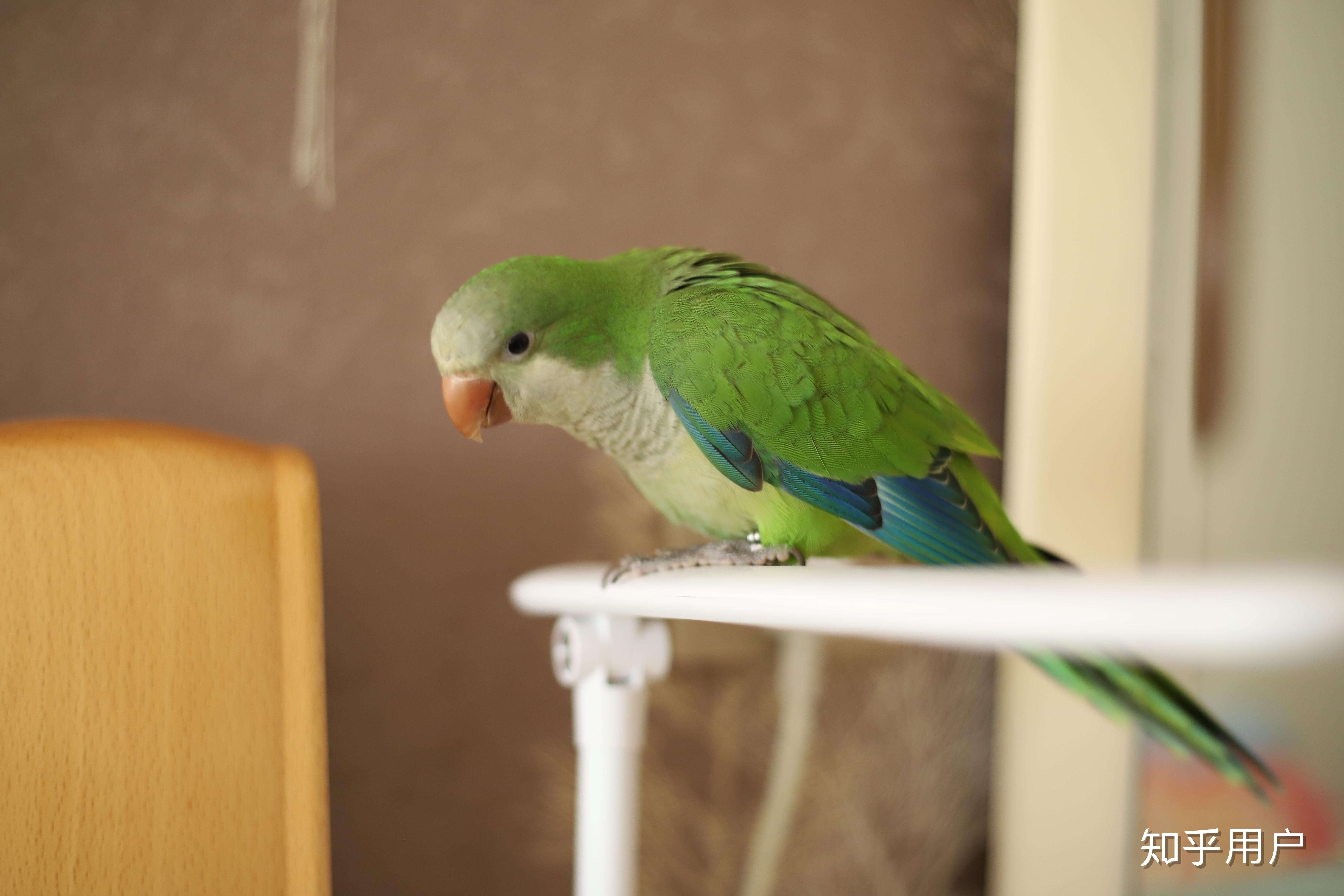 养一只绿和尚鹦鹉是一种什么样的体验? - 知乎