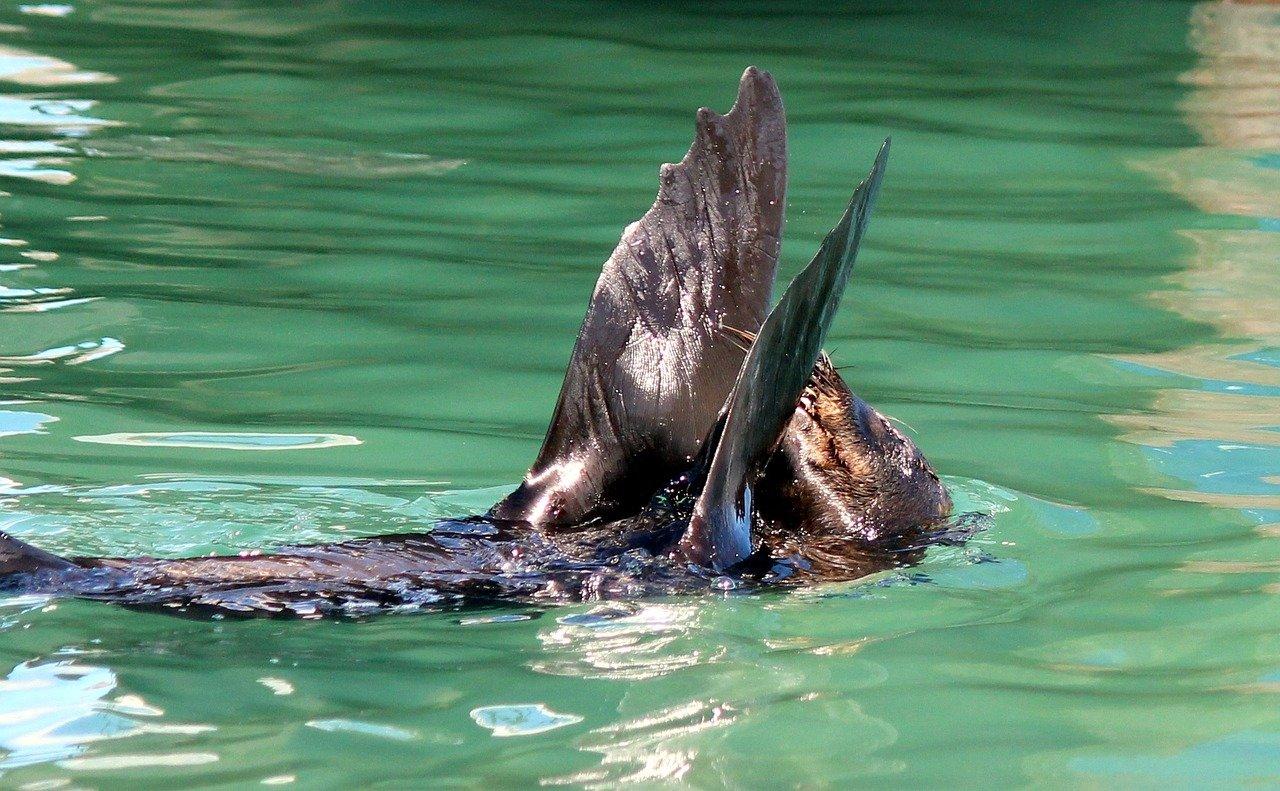 2. 携带专用泳帽