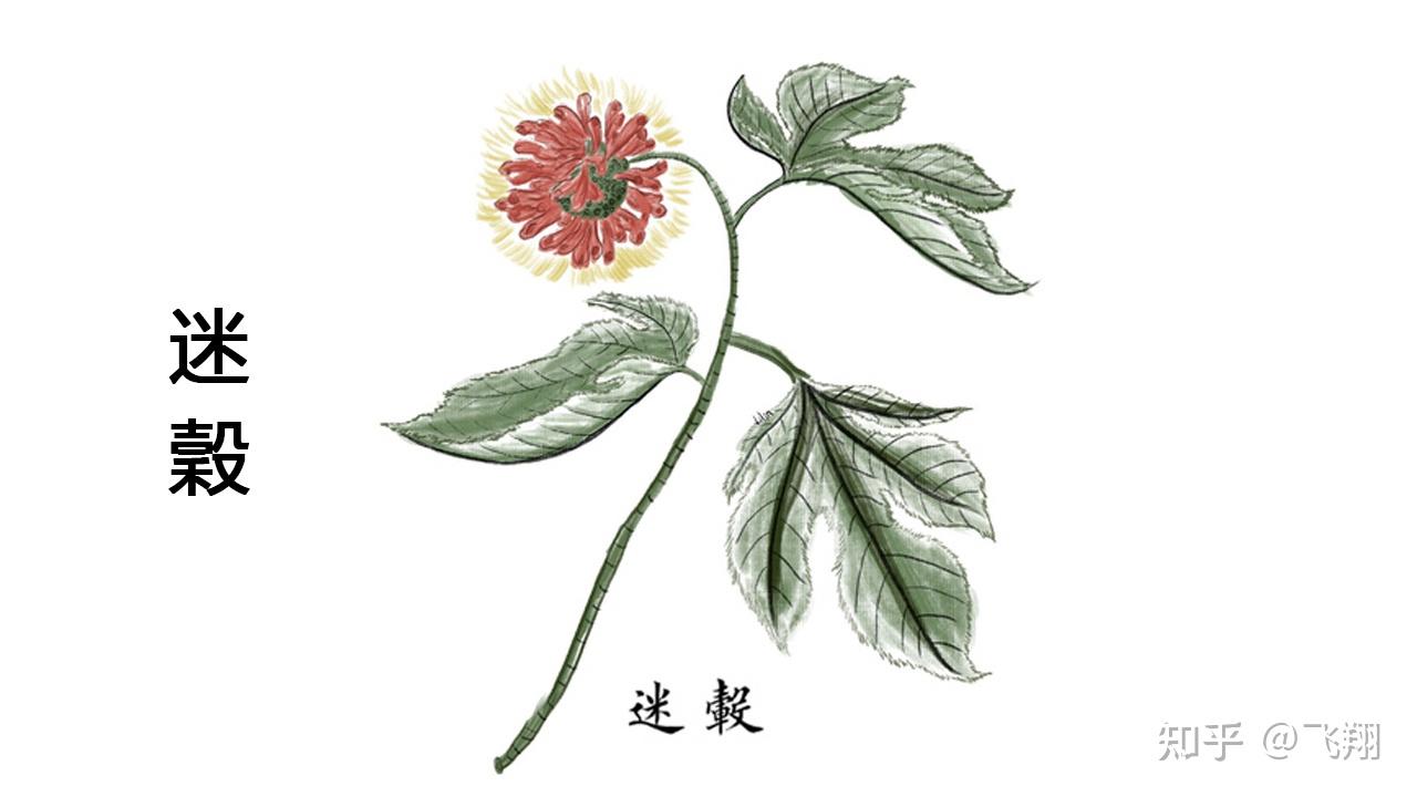 《山海经图解第二篇:迷榖》一种神奇的树 - 知乎
