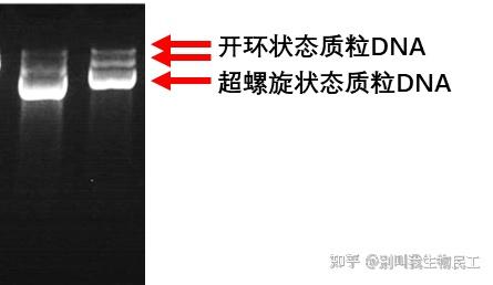 质粒DNA跑胶怎么看? - 知乎