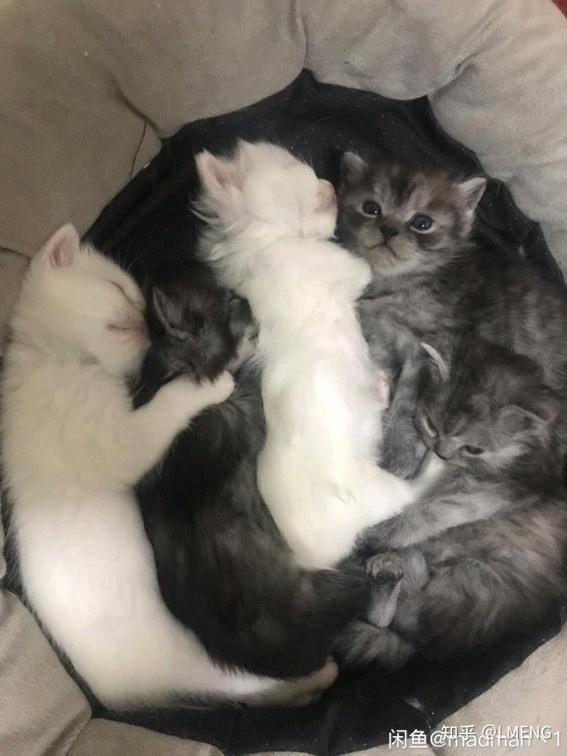 英短和土猫串串的宝宝长大了是什么样