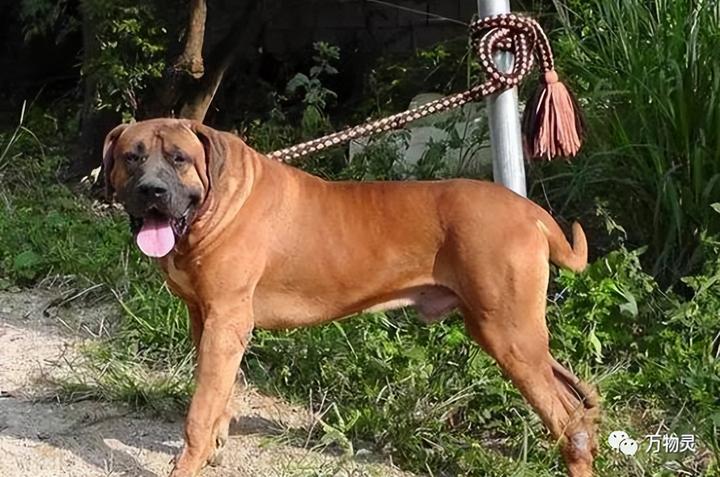 地球上最危险的3种恶犬,超出你的想象! - 知乎