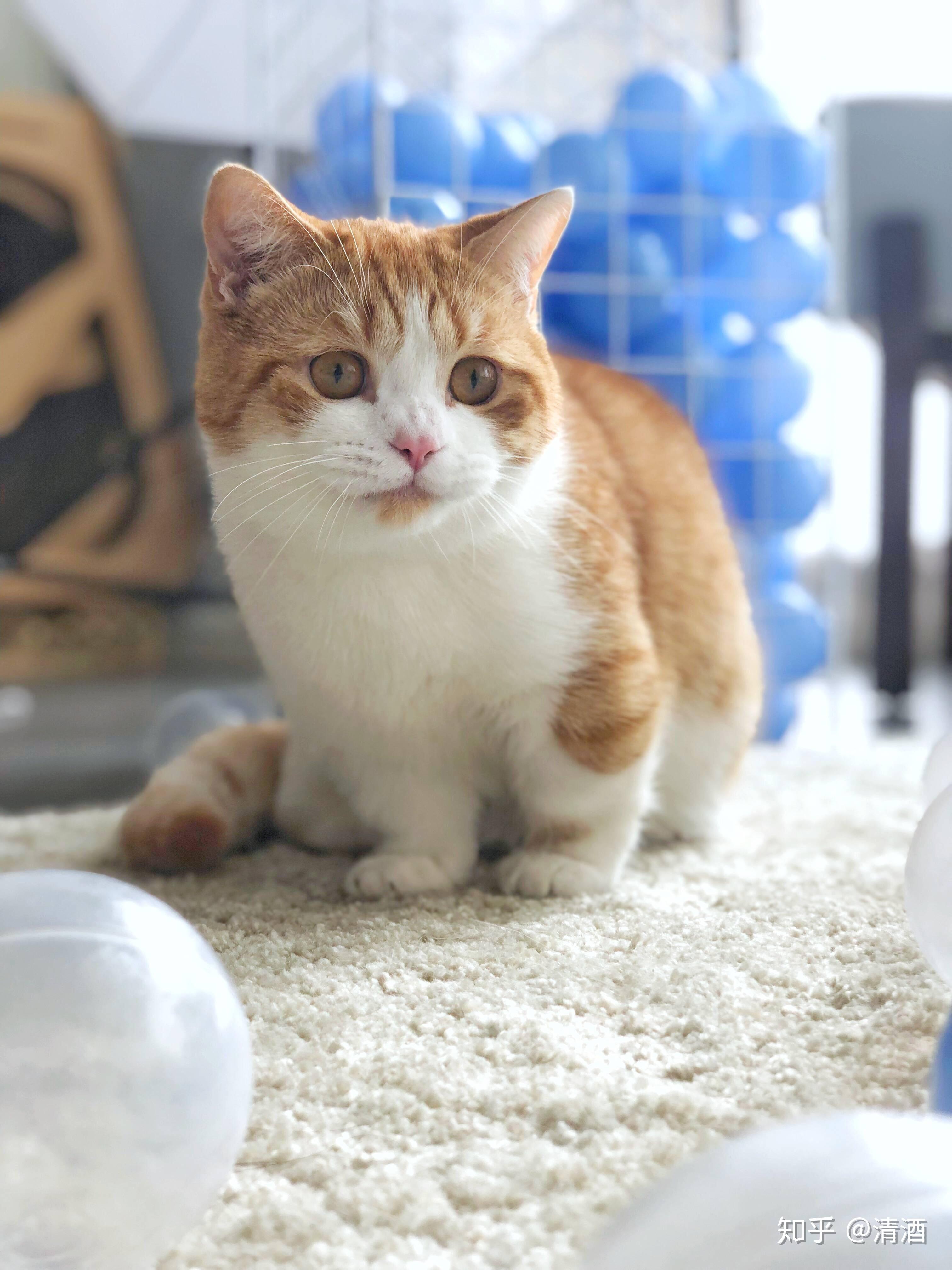 你见过最好看的橘猫长什么样