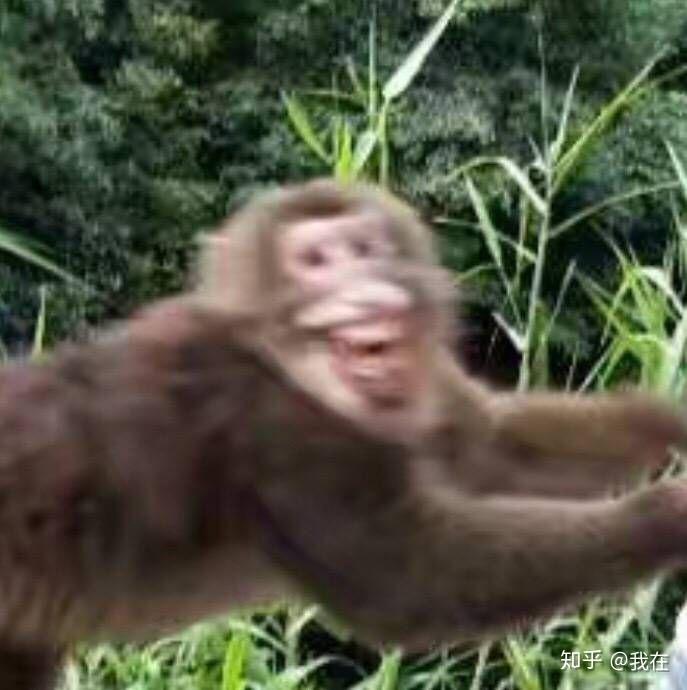 猴子伸手拿来的表情包图片