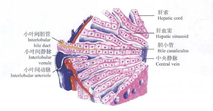维持生命活动极其重要的脏器:肝脏(Liver) - 知乎