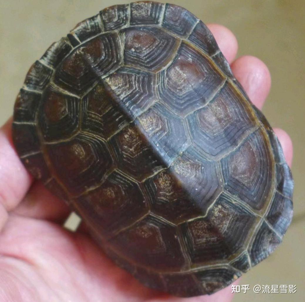 珍珠龟为什么是国龟的颜值担当?