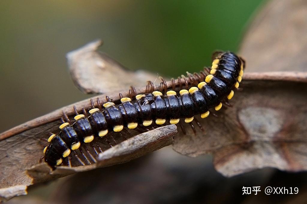 带佬们马陆到底泛指什么呀某科还是某纲那个山蛩虫是什么科的和马陆的