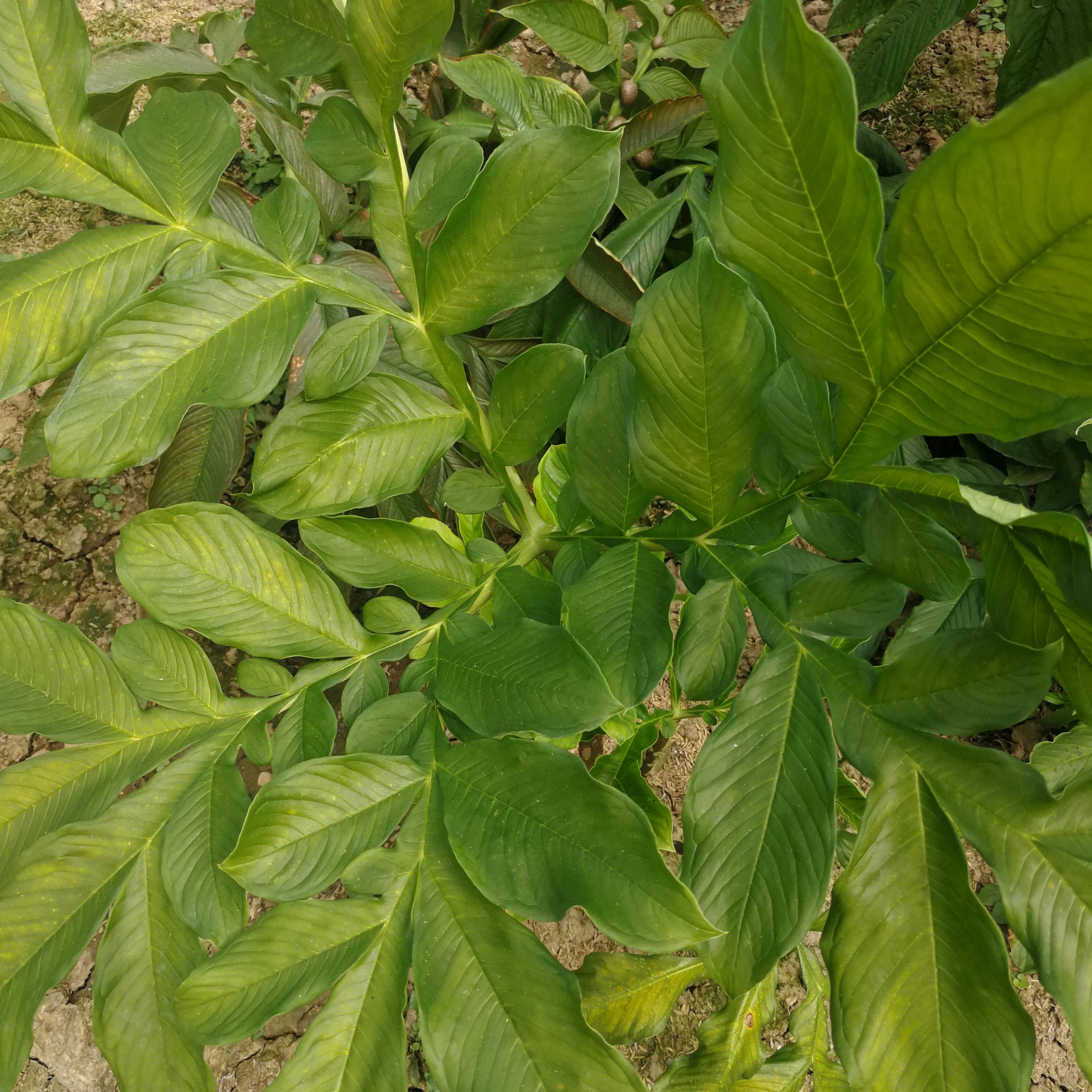 天魔芋是什么东西? - 知乎