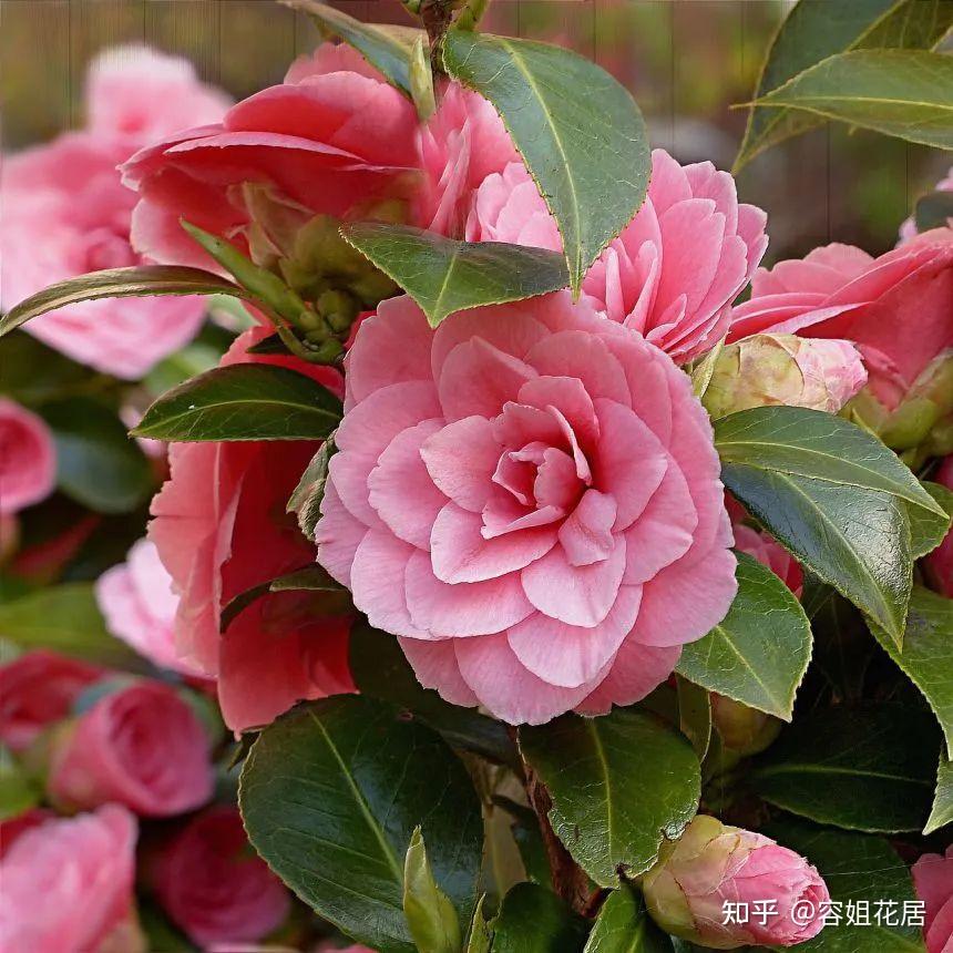 聪明人养花有讲究,家家必备“3种”花,难怪身体越来越好! - 知乎
