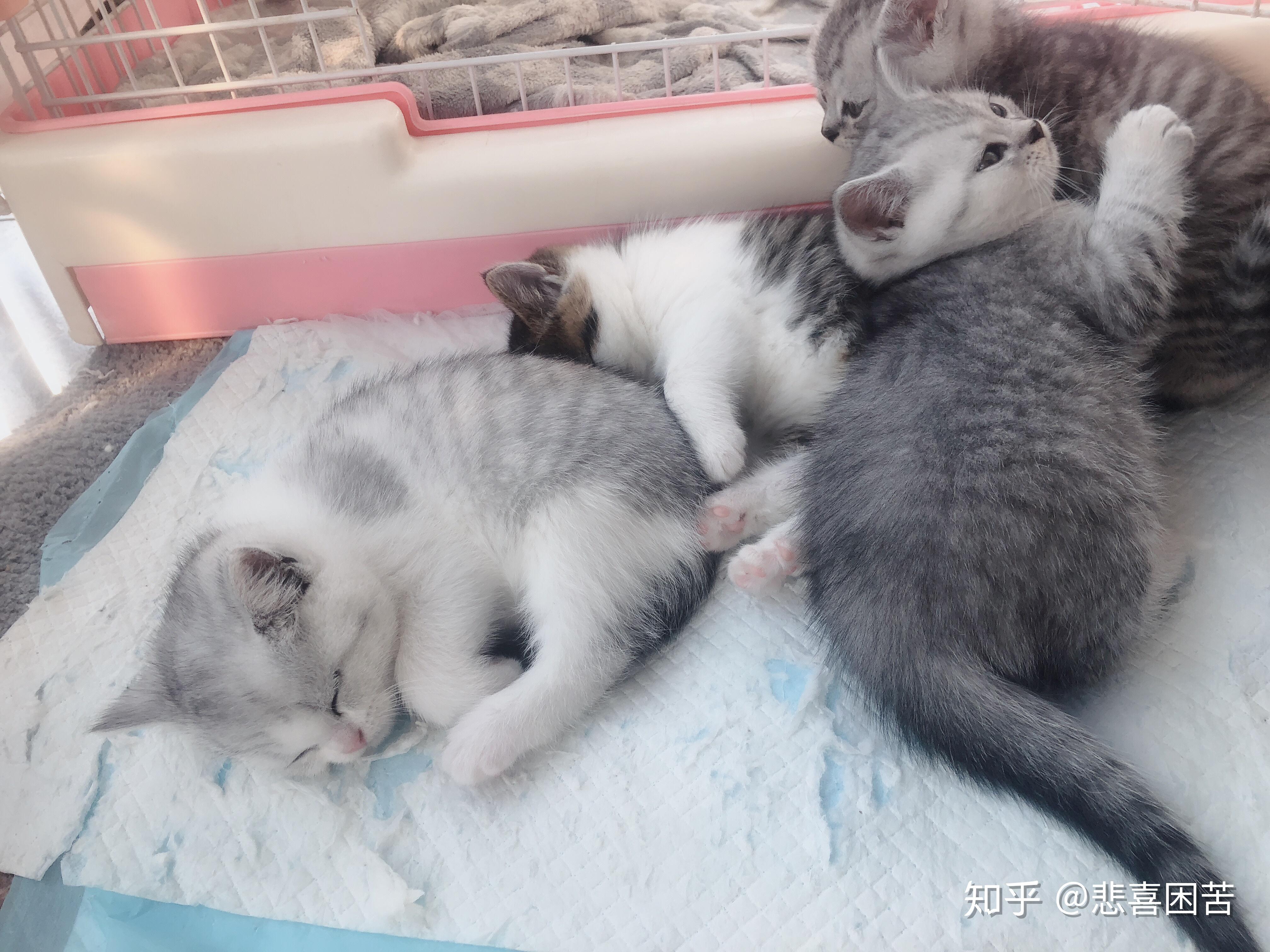 请问大家英短蓝猫妈妈可以和银渐层爸爸配吗