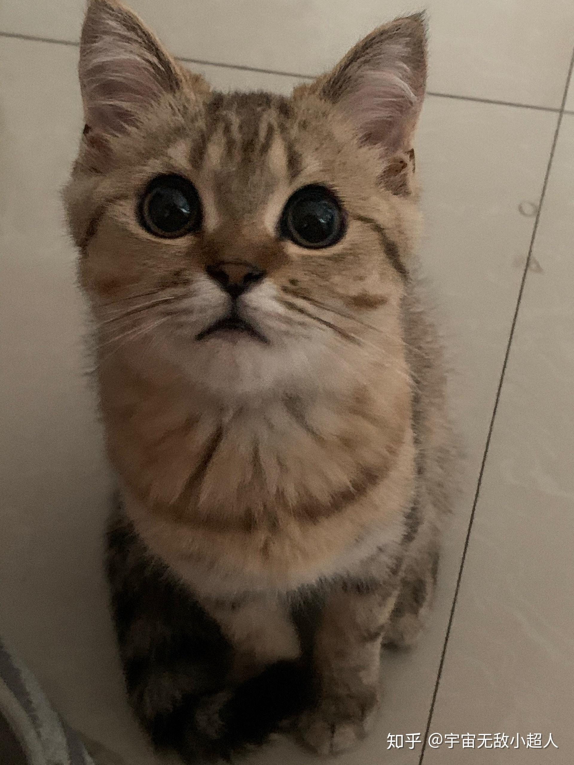 你们的美短金虎斑都怎么样