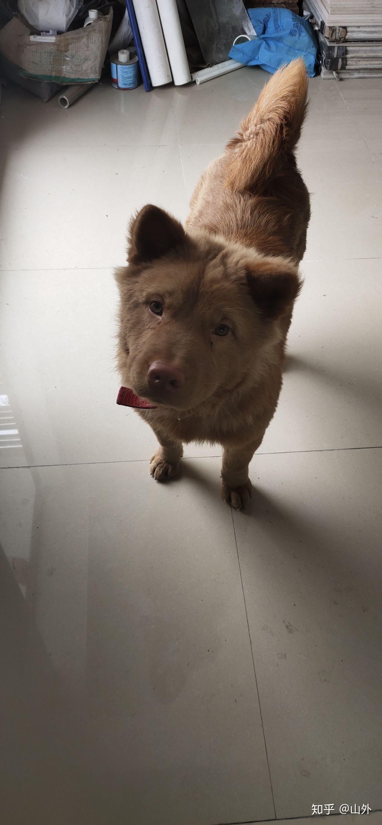 有没有养五红狗的