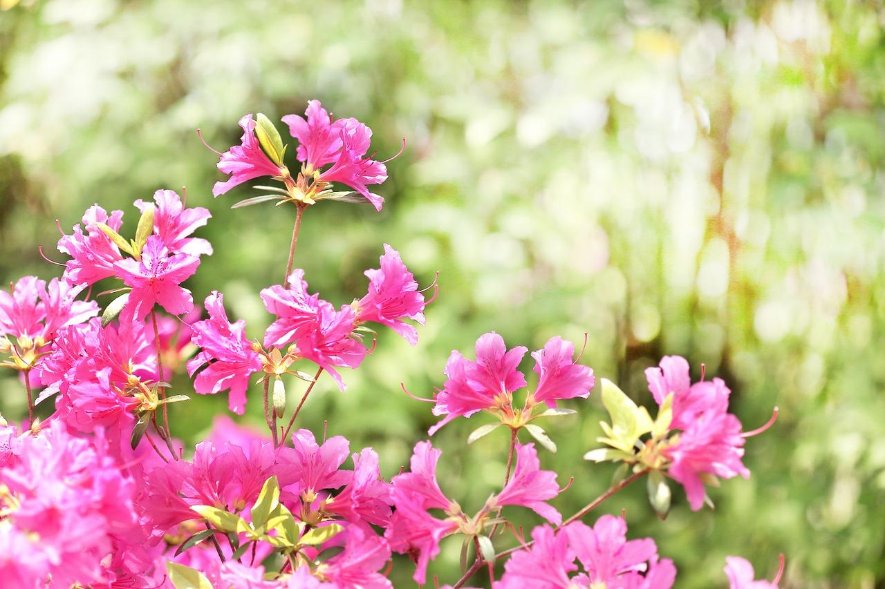 4. 修剪防冻策略