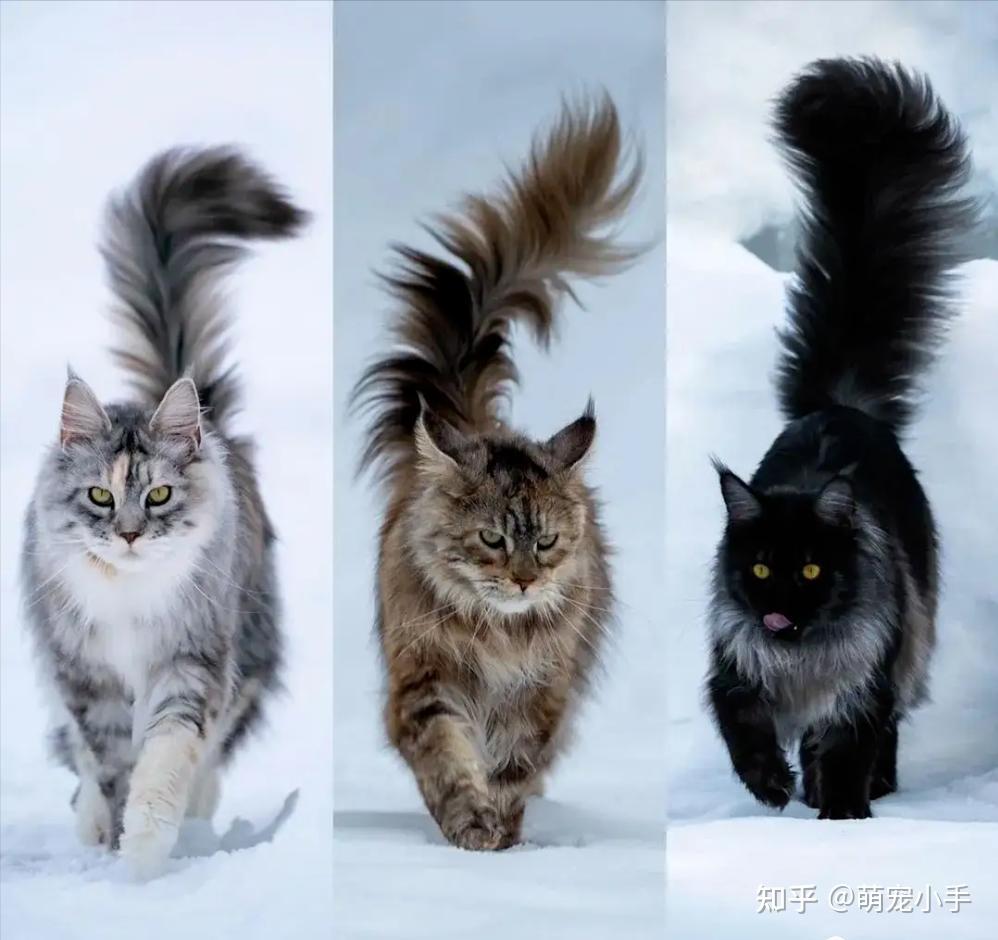 养猫是公的还是母的好？不对比，你都不知道 - 知乎