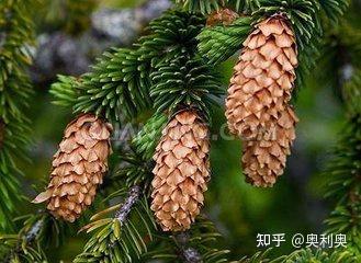 走进中药——泻下药 - 知乎