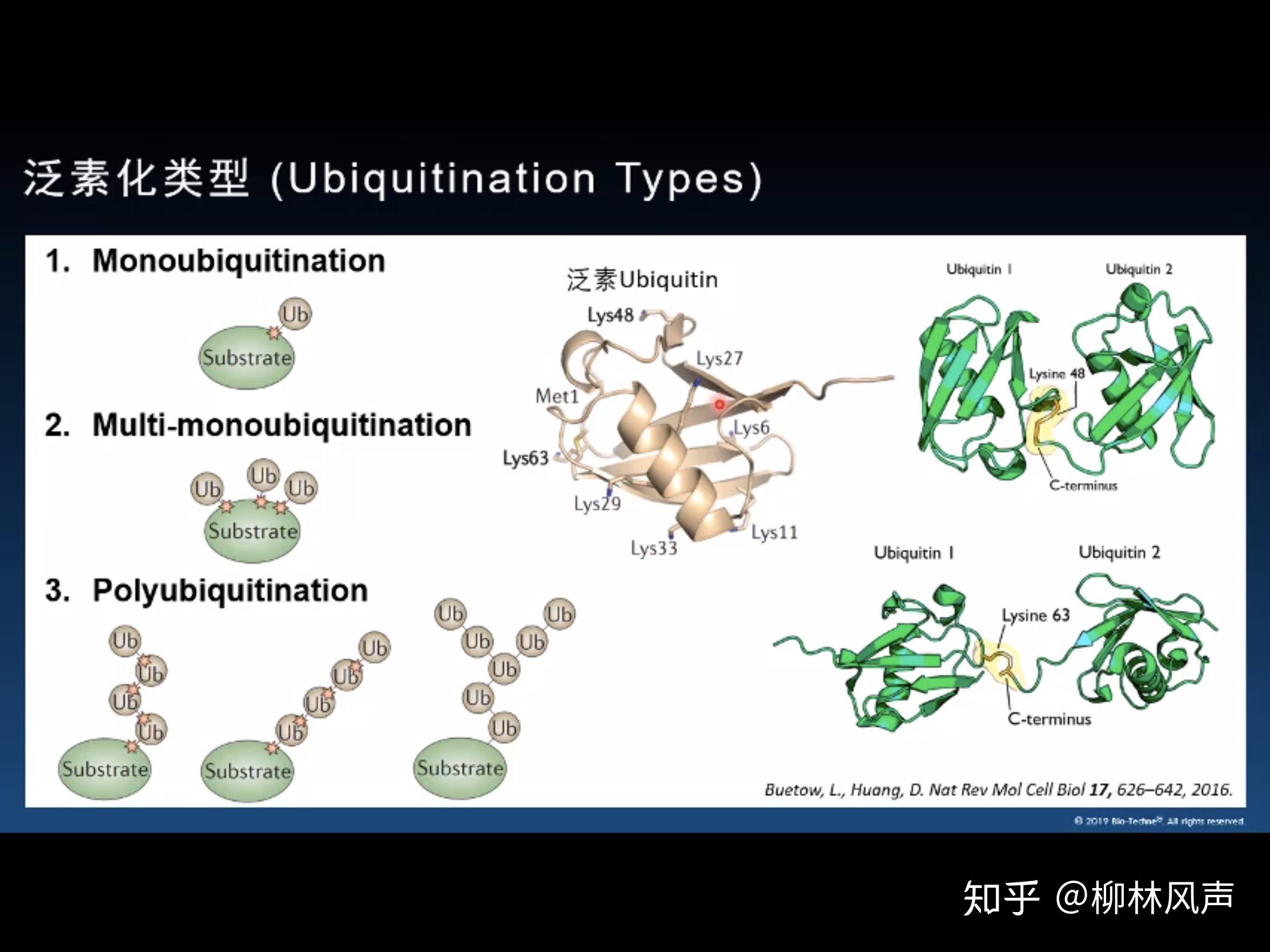 泛素化與多聚泛素化有什麼區別