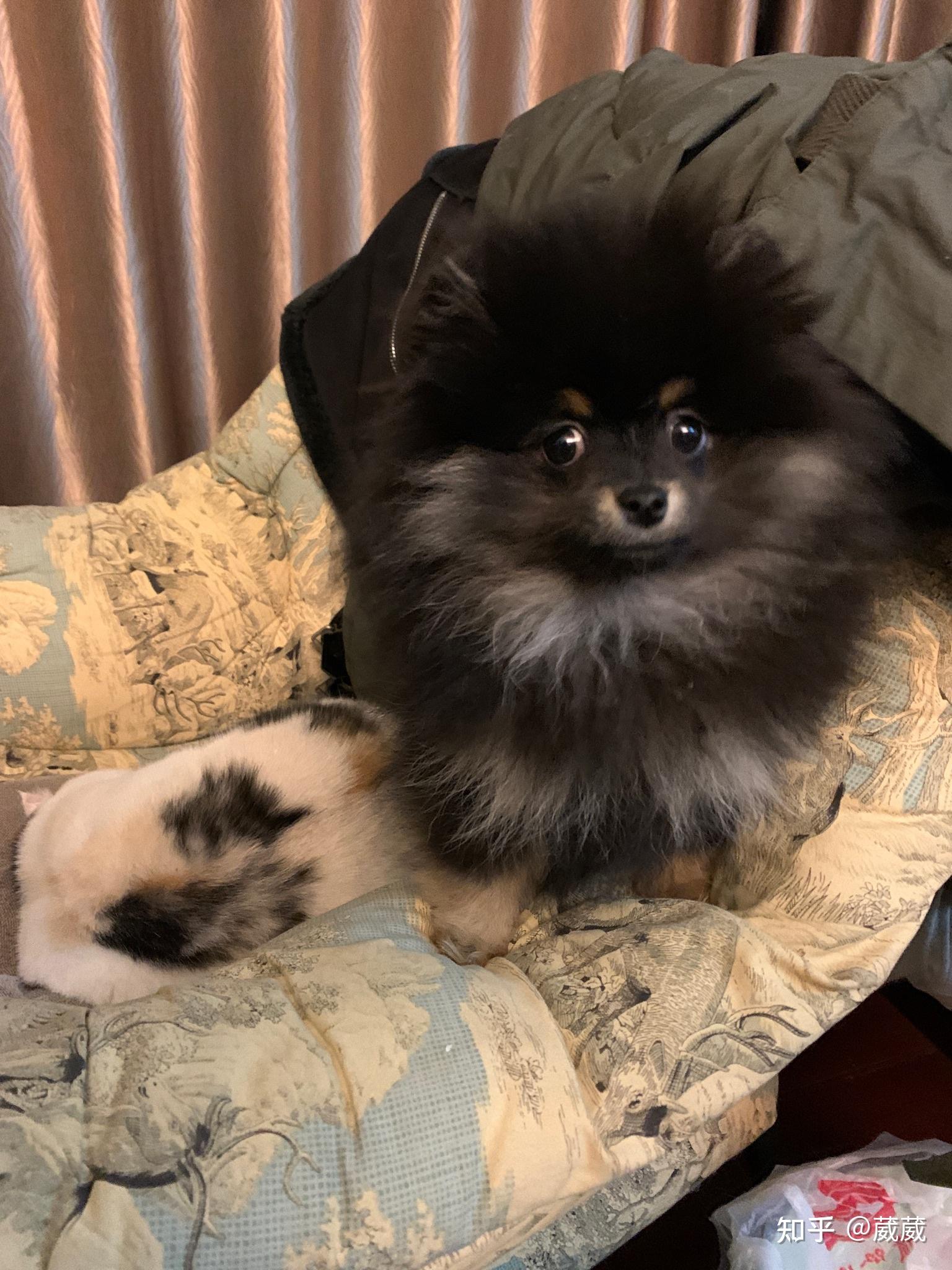 养铁包金博美是种怎样的体验?