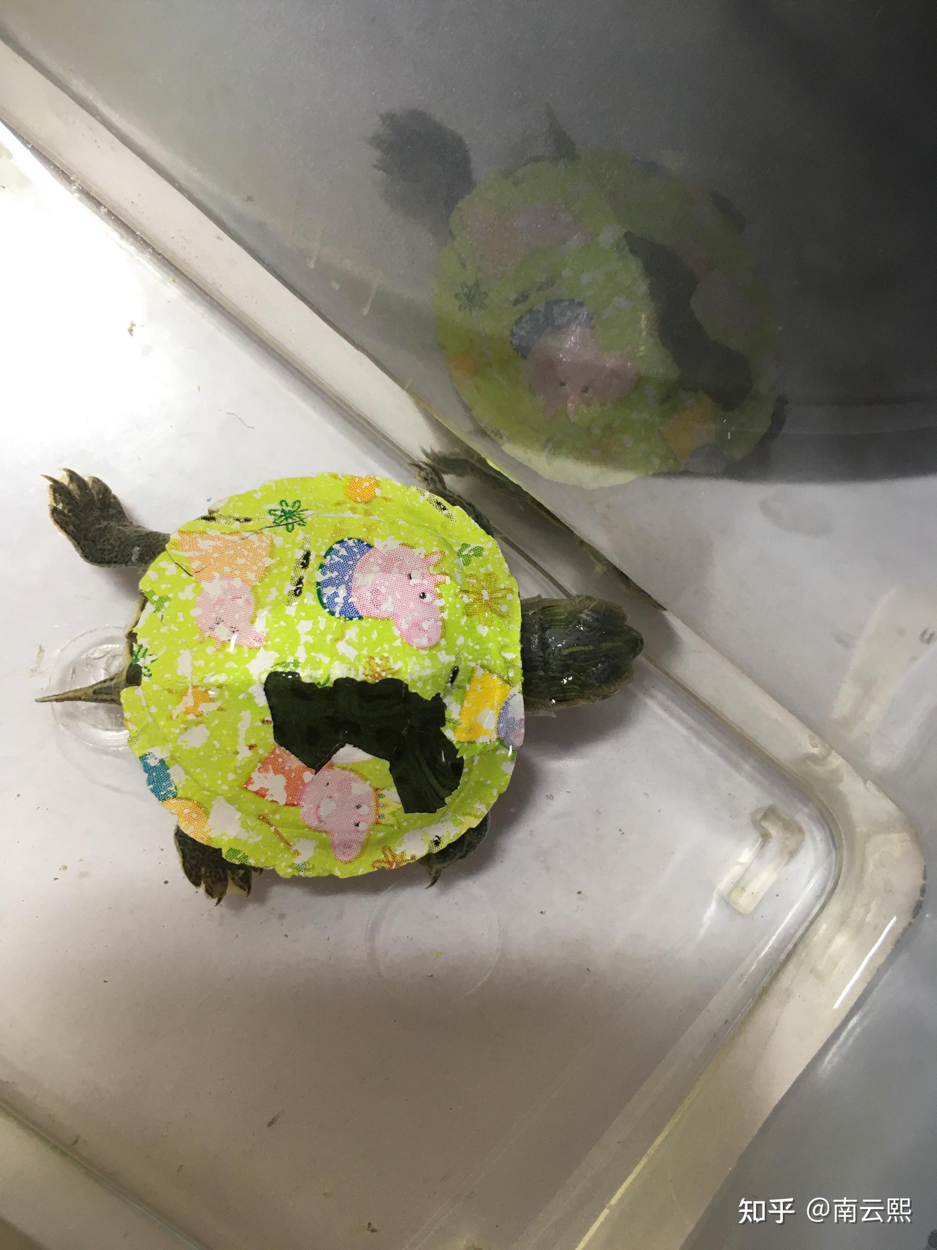 我买了一个巴西龟 但是龟壳上有印花 哪位大神知道怎样去除呀? 