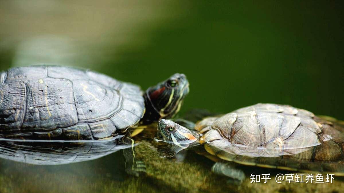 养乌龟要注意些什么?把6个方面做好,把小乌龟养好就很轻松了 - 知乎