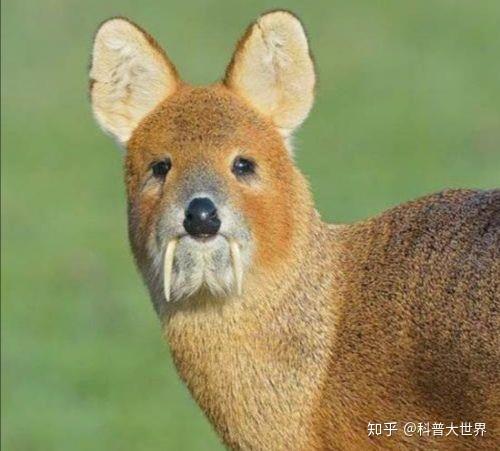 一种长着獠牙的植食动物现身保护区,我国曾有百万头,如今很稀有 - 知乎