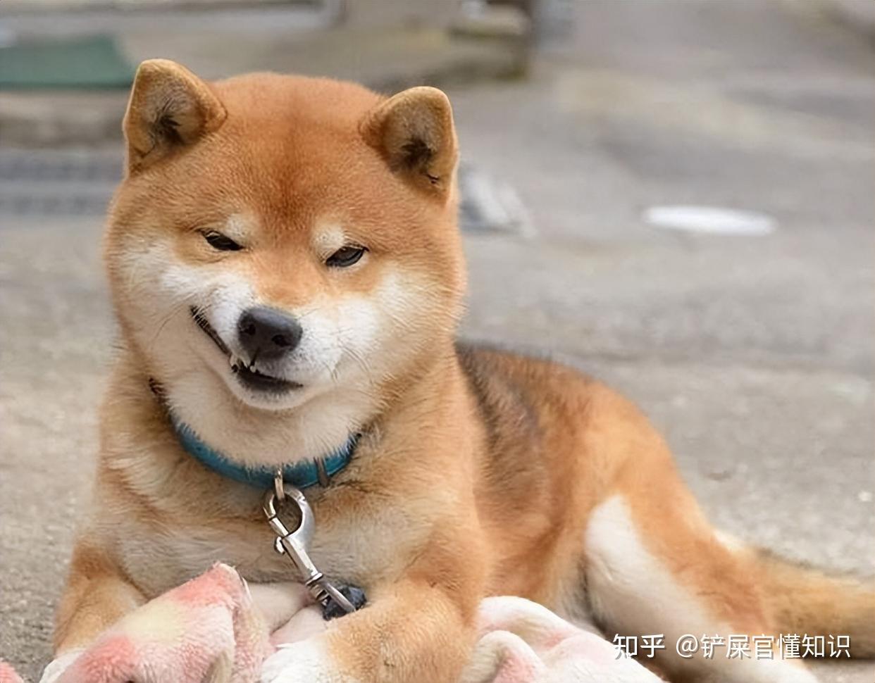 想养柴犬？那它这些优缺点，你一定要知道！ - 知乎