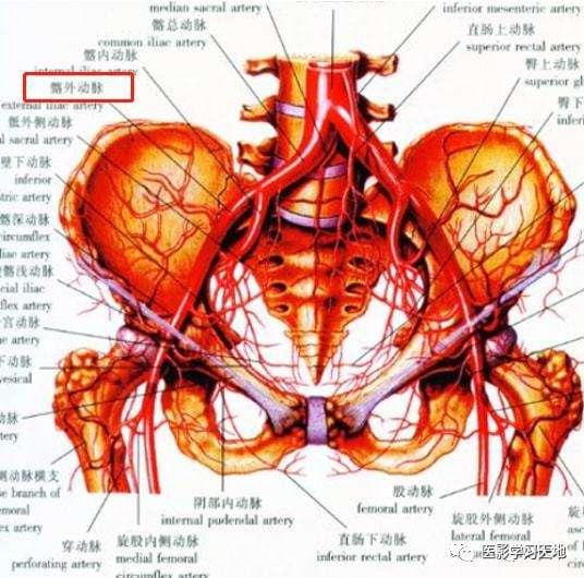 髂外动脉